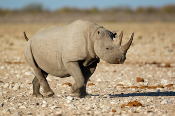 A black rhinoceros (Diceros bicornis) in natural habitat, Etosha National Park, Namibia.