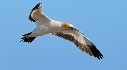Cape gannet (Morus capensis) in flight, Bird island, Lamberts Bay, South Africa .