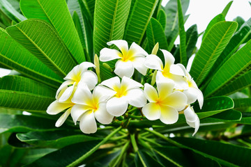 Fototapeta premium Plumeria