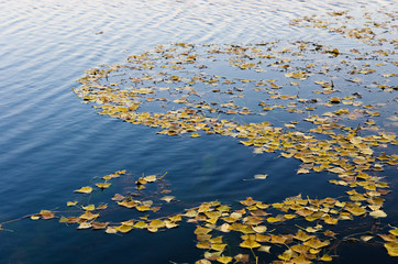 Autumn leaves on the dark water