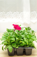 A black tray with violet Petunia seedlings