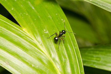 Black ant perched on branches
