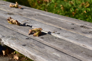 秋のベンチと枯葉