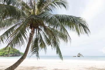 Fototapeta na wymiar Coconut trees at the beach.