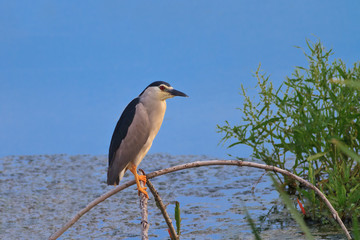black crowned night heron
