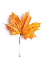 Colorful autumn leaf.