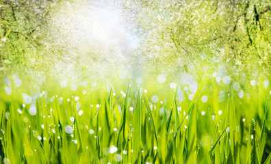 Panele Szklane Podświetlane  Zielona łąka z poranną rosą