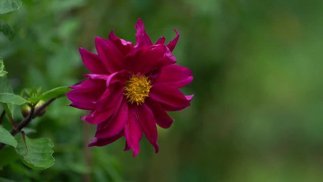  Dahlias flower on blurred background