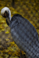 Журавль в клетке чистит перья