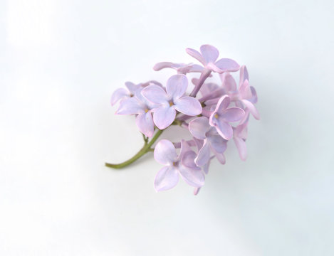 Fototapeta Lilac purple flower