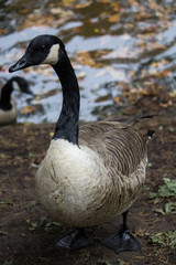 Canada Goose on Land