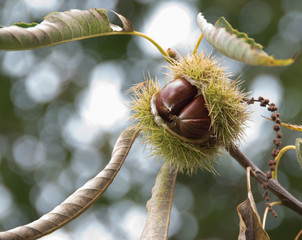 Chestnut