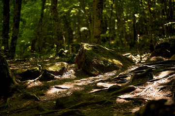 Light rays on a lush green moss. Close