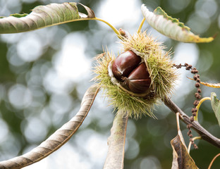chestnut
