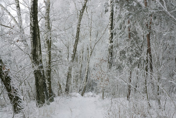 W zimowym lesie