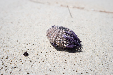 wild life on white beach in mauritius