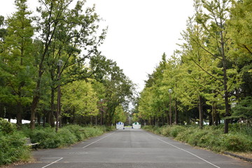 Fototapeta premium 一本道