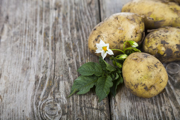 Raw potatoes with leaves