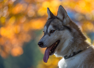 husky de Sibérie