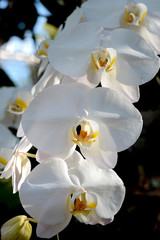 Flower : Phalaenopsis Cultivar, Moth orchid white