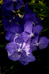 Flower : Vanda Cultivar orchid