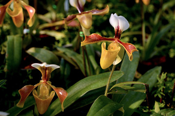 Naklejka na ściany i meble Flower : Paphiopedilum orchid