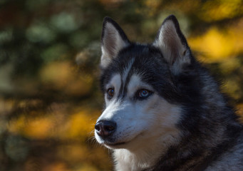 Malamute de l'Alaska