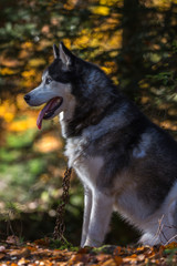 Malamute de l'Alaska