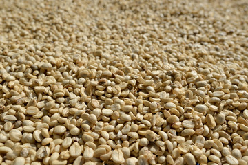 Coffee Beans : Raw coffee beans in drying process