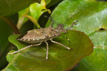 Brown marmorated stink bug (Halyomorpha halys) agricultural pest – italian cimice asiatica
