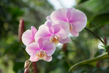 pink orchid flower in garden,close up