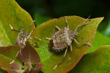 Brown marmorated stink bug (Halyomorpha halys) agricultural pest – italian cimice asiatica
 - obrazy, fototapety, plakaty