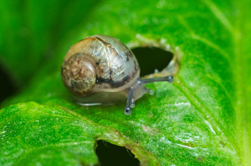 Little snail crawling on a green leaf after the rain

