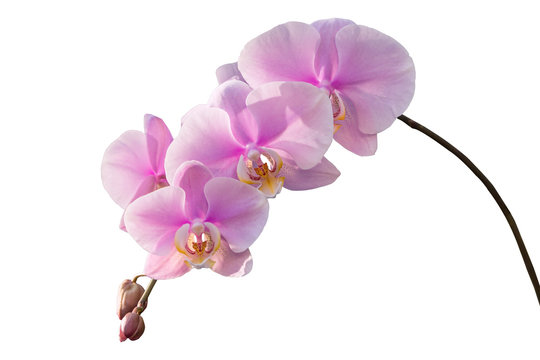 pink orchid flower isolate on white background