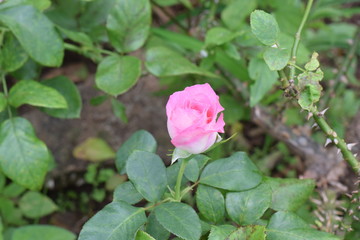 Beautiful of Pink Rose.