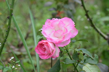 Beautiful of Pink Rose.