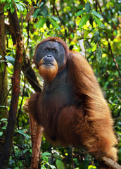 Dominant male orangutan in the jungle of  Gunung Leuser National Park, Sumatra.