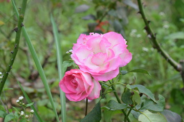 Beautiful of Pink Rose.