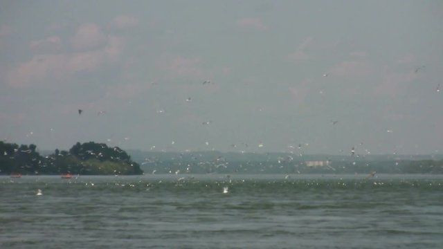 Flock of seagulls flying over sea coast water