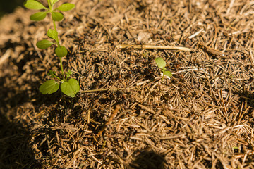 Formica rufa - home.