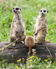 Suricata Suricatta Meerkat. Three Suricatas Sitting on Wooden Trunk on Green Meadow
