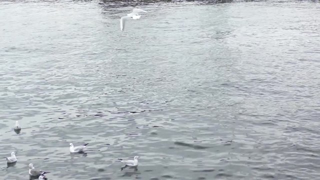 海面上を旋回するカモメ