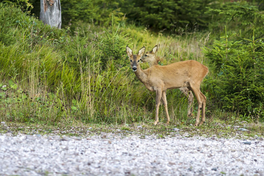 Wild Roe Deer Photo in Evening Forest
