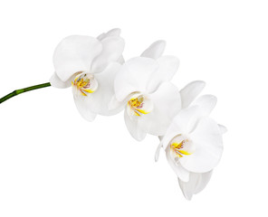 Plakat White orchid isolated on white background. Closeup.