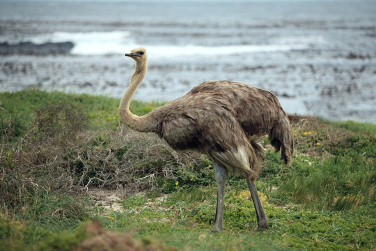 Ostrich grazing on the ocean coast