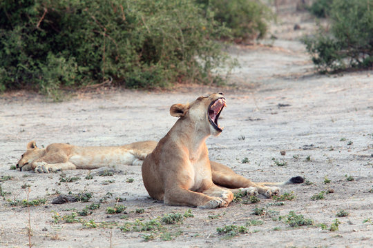 yawning lioness with open mouth, lies in the African savannah