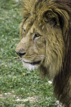t&ecirc;te du lion fixant une proie