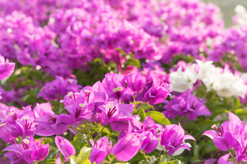 Pink bougainvilea flowers