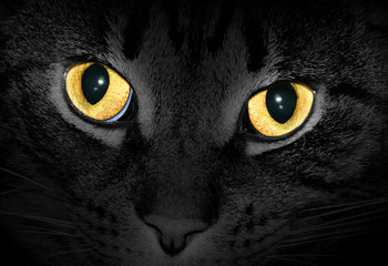 Yellow cat eyes glowing in dark, black and white photo with selective color