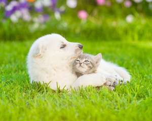 puppy hugging a kitten on the green grass